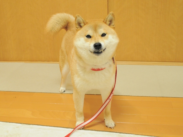 お散歩の準備完了です_a0126590_1241199.jpg