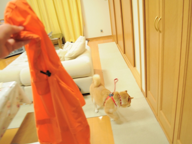 お散歩の準備完了です_a0126590_1241795.jpg