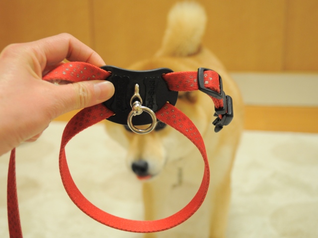 お散歩の準備完了です_a0126590_64493.jpg