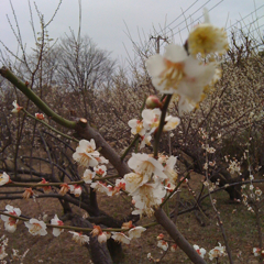 c0112103_971861.jpg
