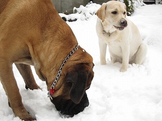 雪遊びぃ～♪_e0192217_11334745.jpg