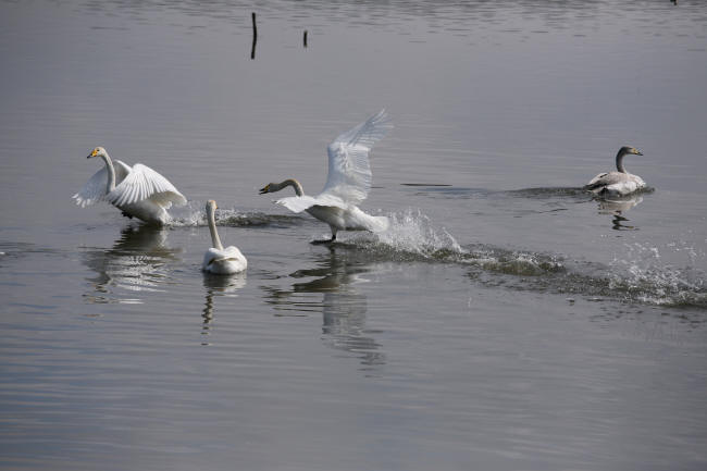 多々良沼の白鳥　＃２_f0017530_2145424.jpg