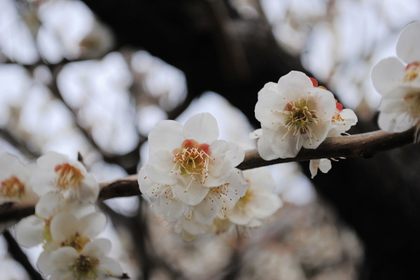 住宅地の梅の花_a0167734_19462768.jpg