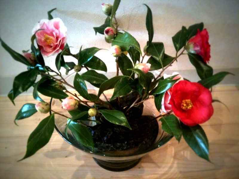 花びらは散る、花は散らない 田口ランディ Official Blog