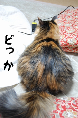 c0181639_0868.jpg