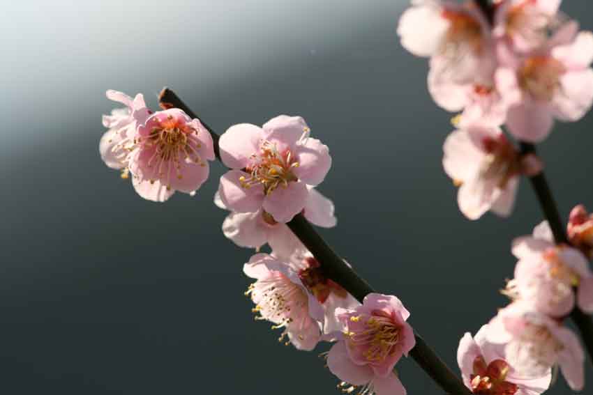 「美郷梅の花まつり」-2♪_d0058941_2050203.jpg