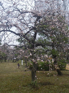 小金井公園・梅三昧♪　その１_e0069647_18131882.jpg