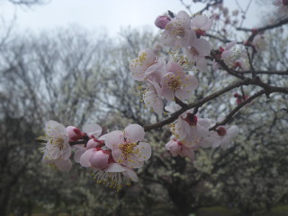 小金井公園・梅三昧♪　その２_e0069647_20231357.jpg