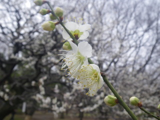 小金井公園・梅三昧♪　その１_e0069647_2023154.jpg