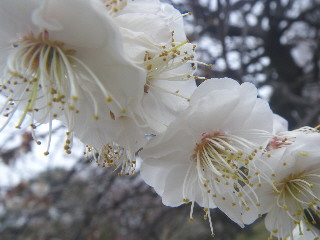 小金井公園・梅三昧♪　その２_e0069647_20244756.jpg