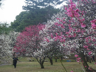 小金井公園・梅三昧♪　その２_e0069647_20245420.jpg