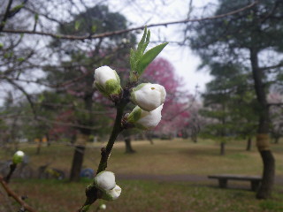 小金井公園・梅三昧♪　その２_e0069647_20252176.jpg