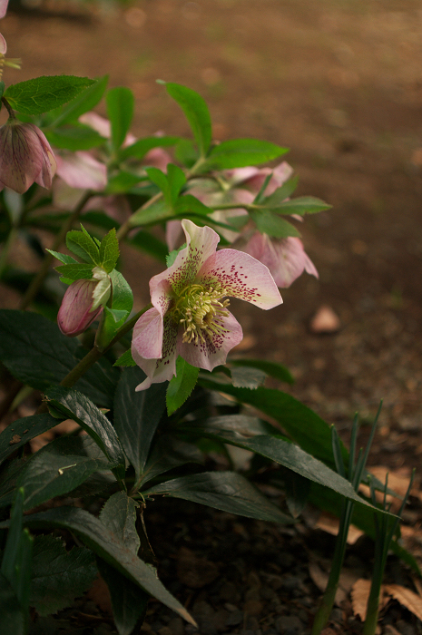 東京出張シリーズ その4(旧岩崎邸庭園)_f0155048_04691.jpg