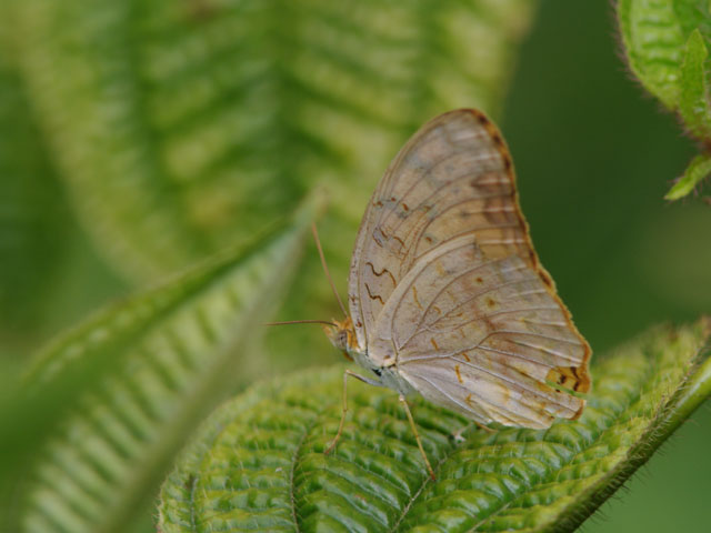 マダガスカル紀行（4） : 還暦からのネイチャーフォト