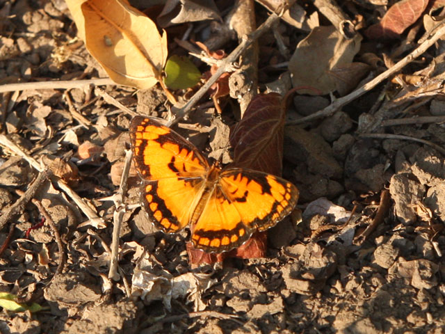 マダガスカルオナシアゲハ（1オス、マダガスカル産） アフリカの蝶