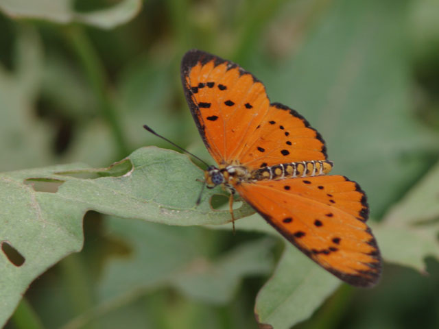 マダガスカル紀行（4） : 還暦からのネイチャーフォト
