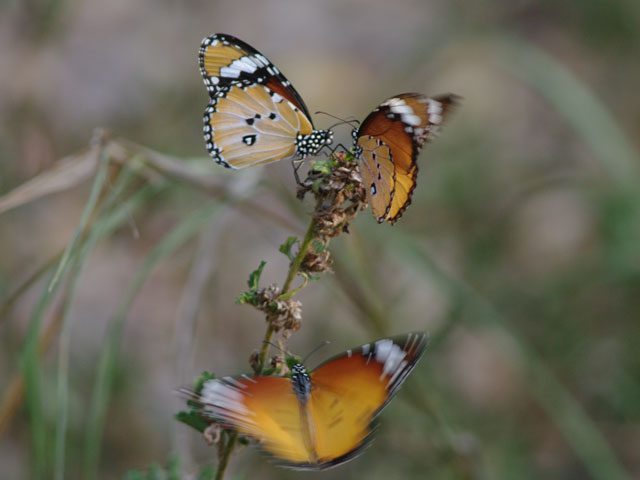 マダガスカル紀行（4） : 還暦からのネイチャーフォト