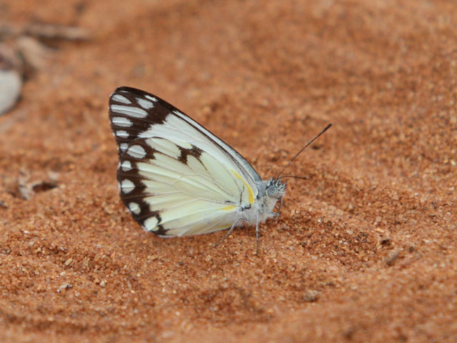 マダガスカル紀行（4） : 還暦からのネイチャーフォト