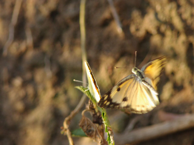 マダガスカルオナシアゲハ（1オス、マダガスカル産） アフリカの蝶