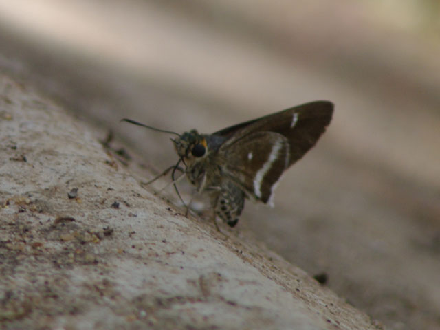 マダガスカル紀行（4） : 還暦からのネイチャーフォト
