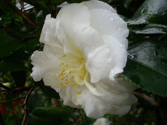 雨の日の今日から、「萩八景遊覧船」オープン！_f0113862_19232877.jpg