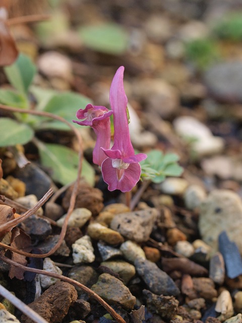 Corydalis caucasica 実生開花_d0025568_7162132.jpg