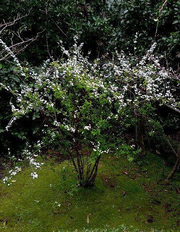 春の芽吹き２０１０・その１_d0030373_21523130.jpg