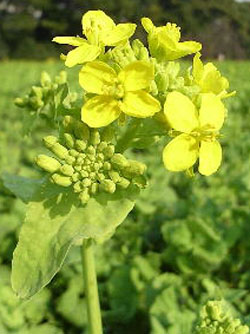 e0056880_14282061.jpg