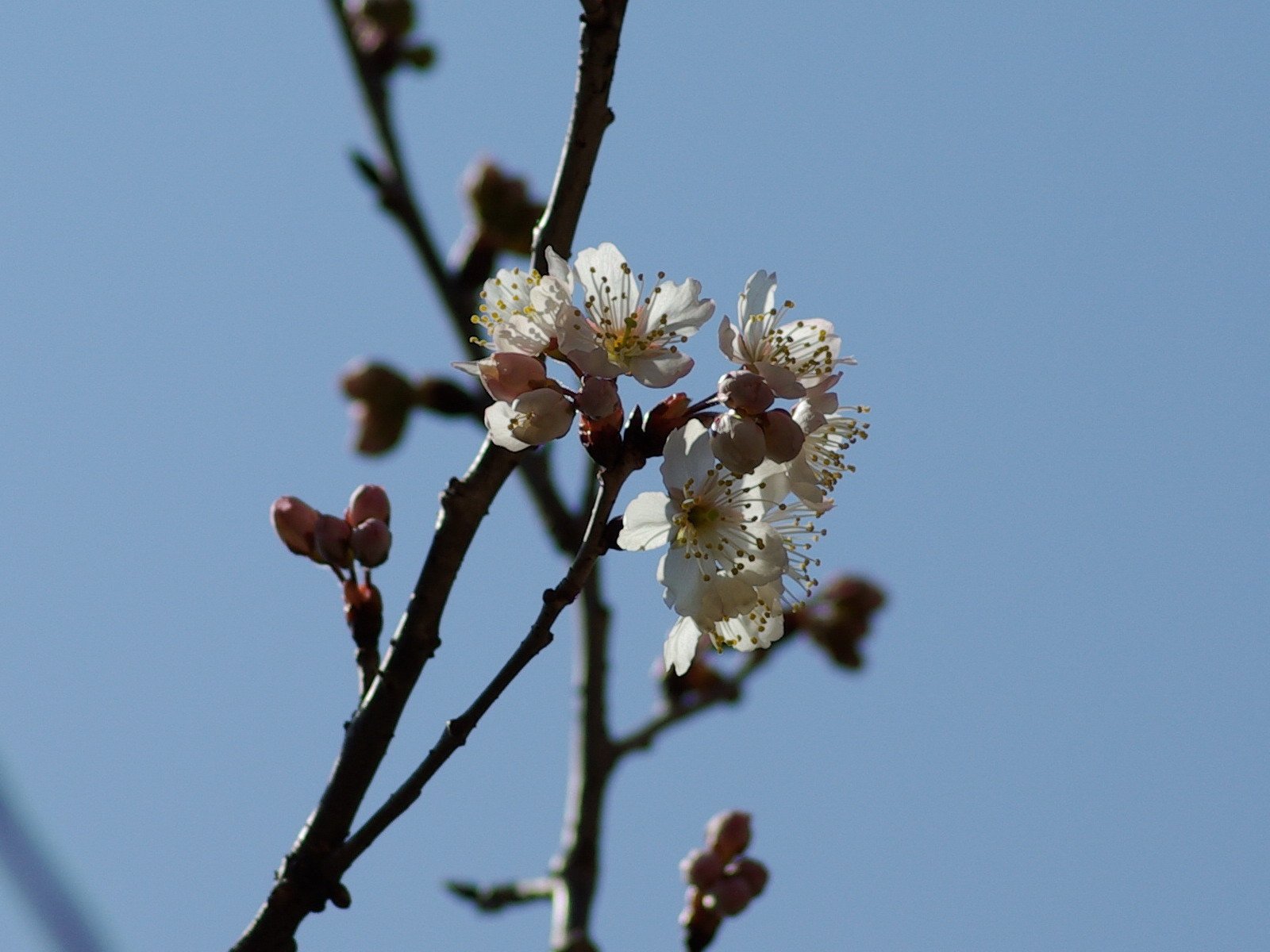 オウトウ（赤坂 2010/02/23）_f0204094_16101399.jpg