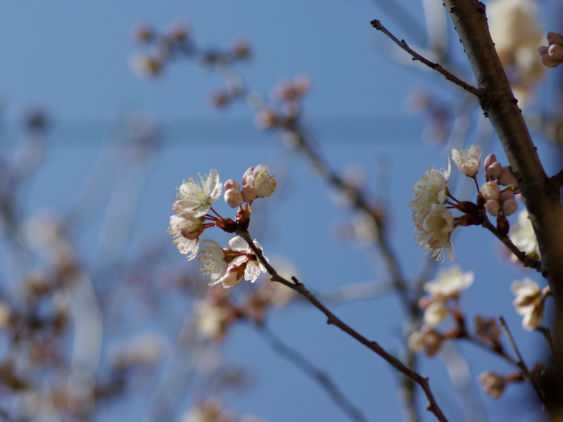 オウトウ（赤坂 2010/02/23）_f0204094_1610262.jpg