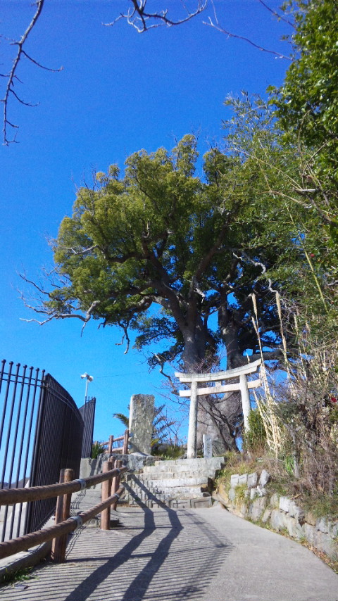 田熊町　菅原神社の大楠_f0098002_19525847.jpg