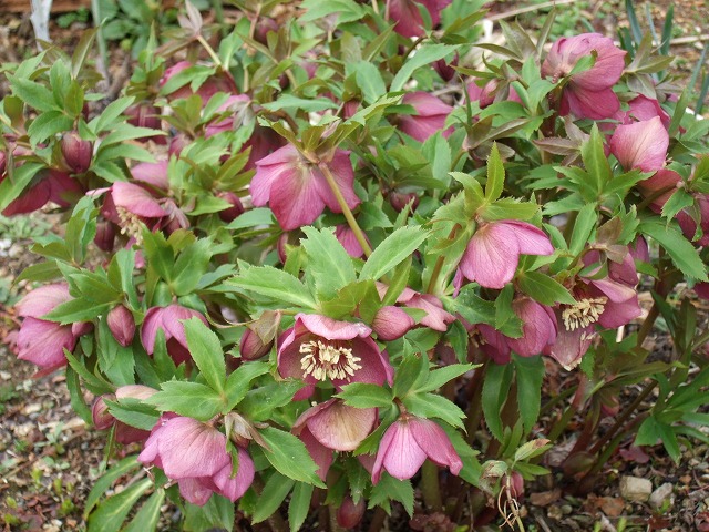 b0107310_20285450.jpg