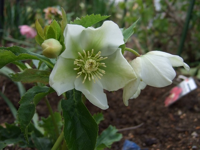 b0107310_20322111.jpg