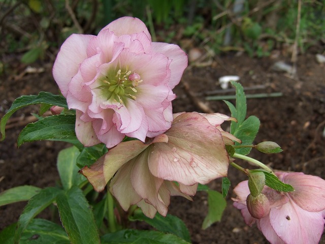 b0107310_20342166.jpg