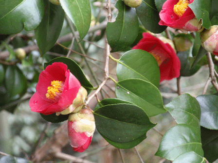 b0176111_2237479.gif