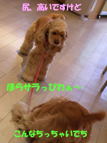 子犬は社会の宝です・・・？_b0067012_19242511.jpg