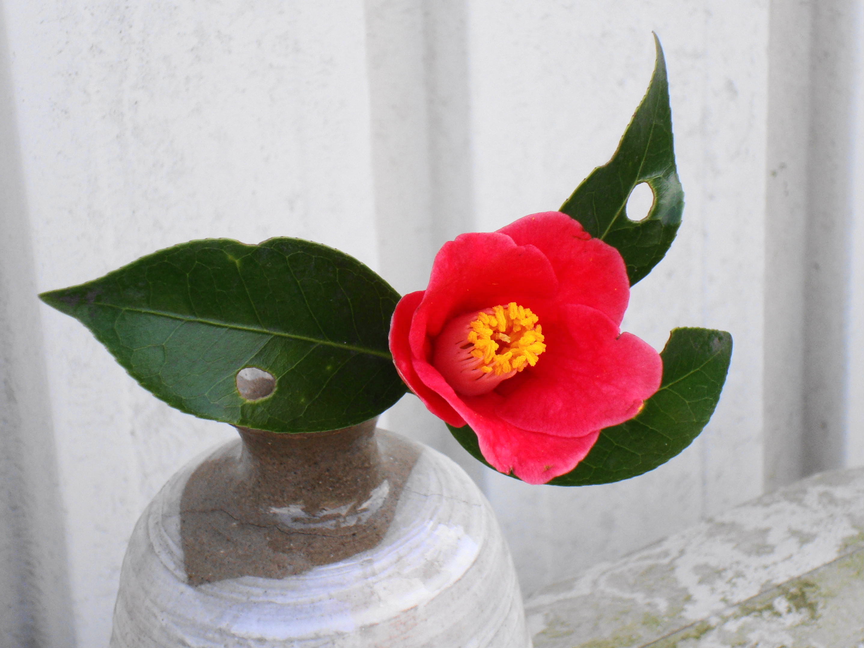薮椿 ヤブツバキ 盛りに 椿壽菴だより 薮椿 ヤブツバキ 盛りに 椿壽菴だより
