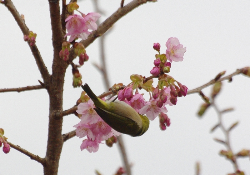 河津桜目白之図_e0034313_873999.jpg