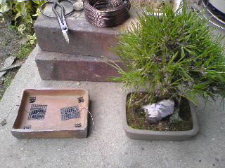 黒松を植え替え 七輪陶芸で盆栽鉢 とか を焼く 黒松を植え替え 七輪陶芸で盆栽鉢 とか を焼く