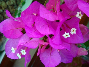 e0068534_12111873.jpg