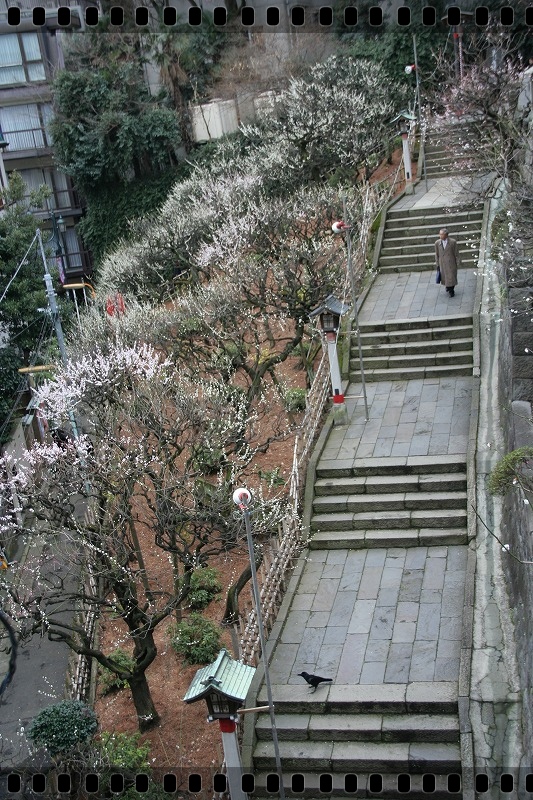 文京区湯島天神の梅まつり_e0052135_1775221.jpg