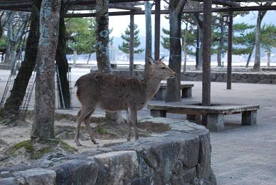 Miyajima-1_e0120938_21452373.jpg