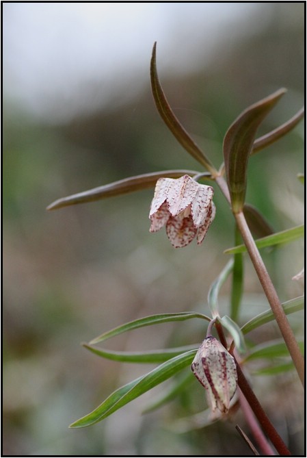 ミノコバイモの白花 | kulif 化石 富貴蘭 石斛 寒葵 食虫植物