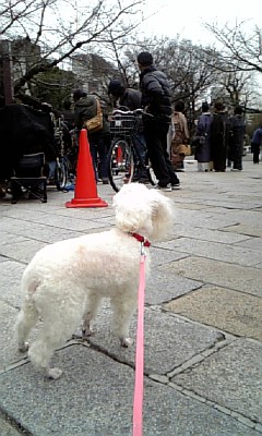 親子と言えどもこの違い_c0049950_13175779.jpg