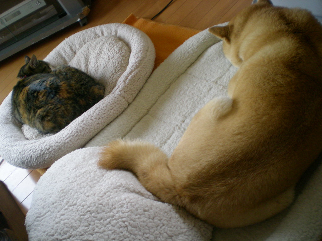 2010年3月2日(火)お稲荷さんと海苔巻さん!_f0060461_9304038.jpg