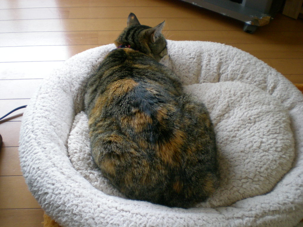 2010年3月2日(火)お稲荷さんと海苔巻さん!_f0060461_9324716.jpg