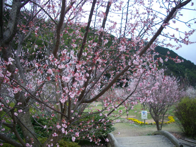 来客のあと、萩駅向こうの「梅林公園」へ・・_f0113862_17254144.jpg