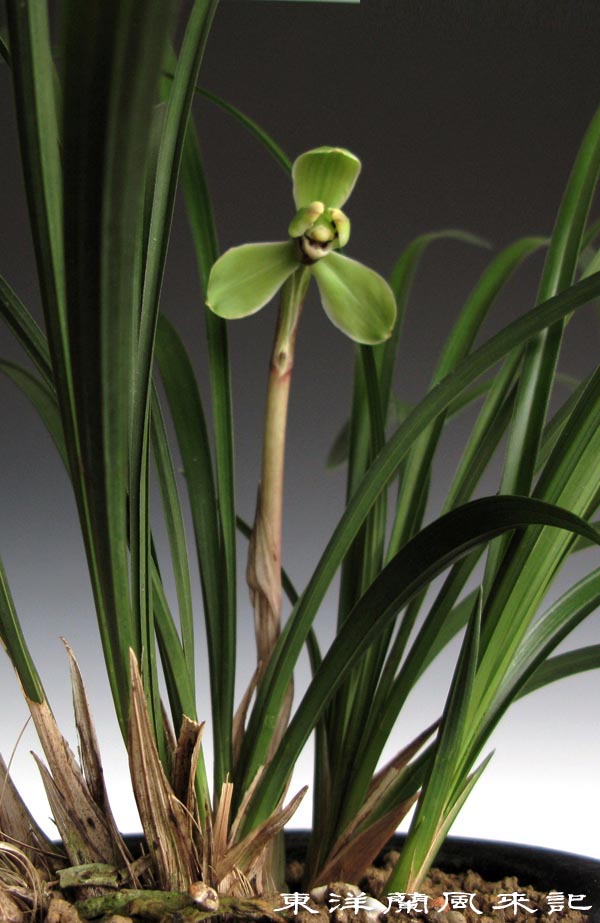 韓国春蘭　朱金紺覆花『神秘』上木2本立 春蘭　中国蘭　東洋蘭　山野草　蘭　盆栽 中国春蘭一茎一花「萬字」（万字） No．332 : 風来記 東洋蘭風来記