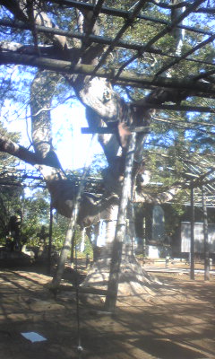 鴨川お寺巡り_c0131063_21575695.jpg