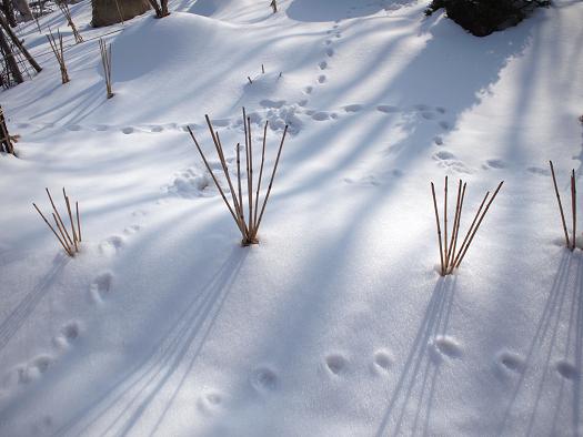 雪の中で春の予感☆_d0087270_10493315.jpg